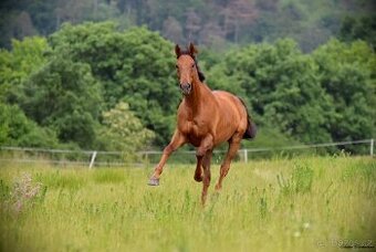 Prodám valacha na rekreaci pro 1 člověka - 1