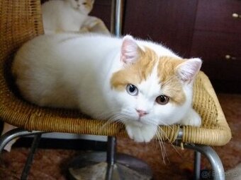 Britský kocourek s PP