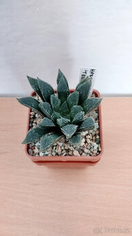 Haworthia "Tenac"