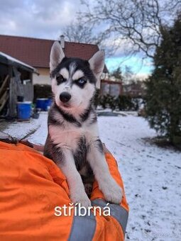 Štěňata Husky