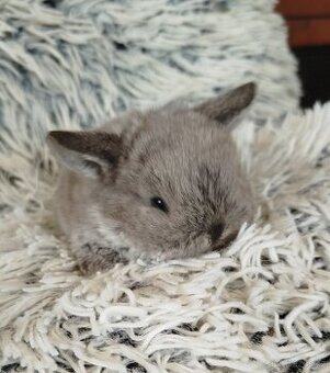 Minilop - anglický zakrslý beránek s VP