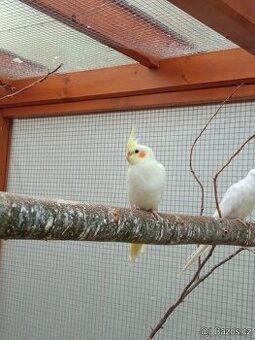 Korela chocholatá lutino