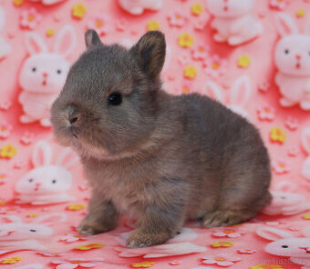 Zakrslý krátkouchý králíček perlový sameček s VP .