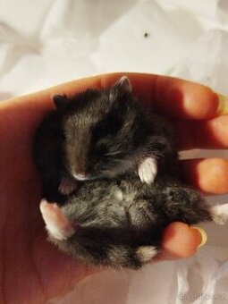 Křeček džungarský