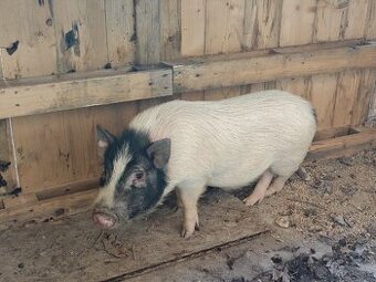 Göttingenské miniprase