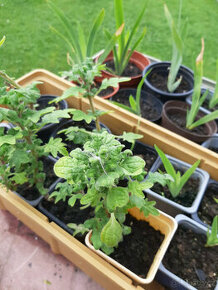 Aloe, angínovník, migrénovník  - rostlinky