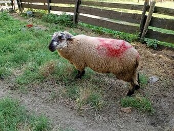 Prodám dvouletého berana.