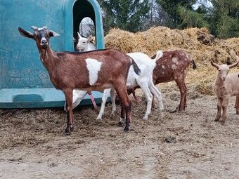 Kozy v laktaci a kůzlata