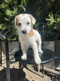 Jack Russel X