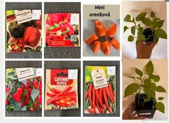 Sazenice papriky a chilli papričky