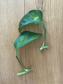 Epipremnum global green