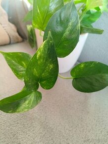 Epipremnum aureum golden