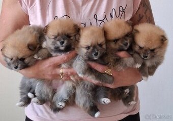 Pomeranian bez PP - 1