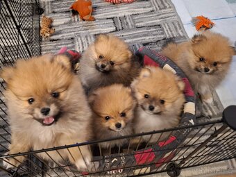 Pomeranian bez PP