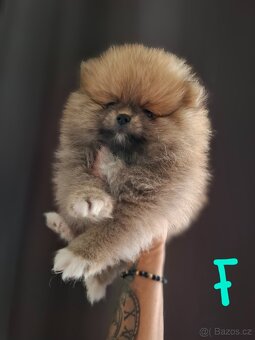 Pomeranian bez PP