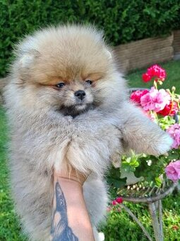 Pomeranian bez PP