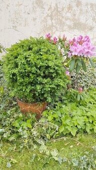 BUXUS koule - stáří 20 let