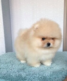 Prodám štěňata pomeraniana