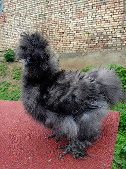 Kohout hedvábnička USA frizzle silk