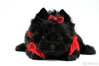 yorkshire terrier colorful