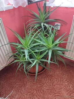 Aloe vera