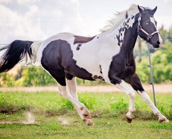 Luxusní PAINT Horse plemeník, DOUBLE HOMOZYGOT