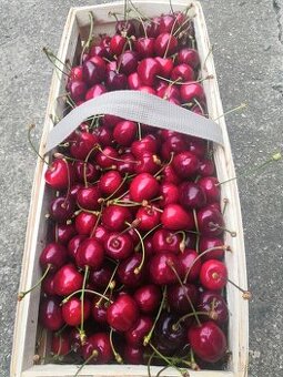 Třešně chrupky Bio ze zahrady