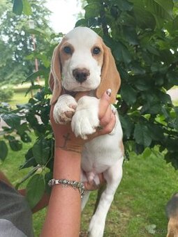 Beagle pejsek s PP - 1
