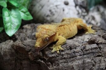 Pagekon řasnatý adult samečci- REZERVACE