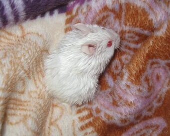 Křeček (křečík) campbell s PP - albino satin