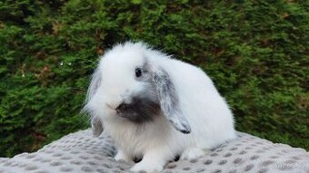 Zakrslý beránek, králíček, králík- MOLLY