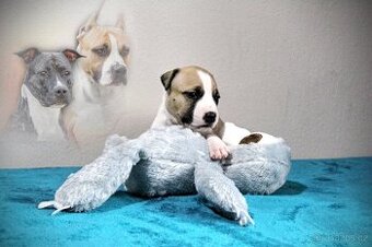 Americký stafordšírský teriér s PP