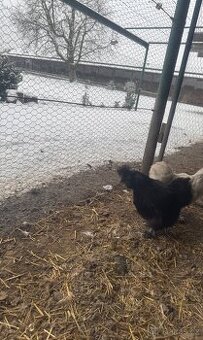 Hedvabnička velká vousatá EU