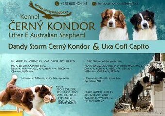 Australský ovčák -štěňátka s PP - 1