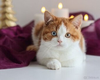 Britská koťátka s PP kocourek