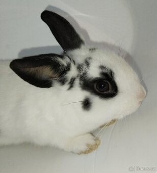 Zakrslý králíček bez PP sameček Apollo