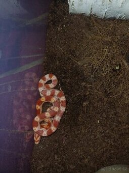 Užovka červená