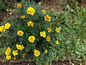 Afrikán (aksamitník) - semínka