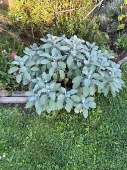 Salvia officinalis - Šalvěj lékařská Maxima-vrostlá rostlina