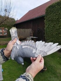 Poštovní holubi - 1