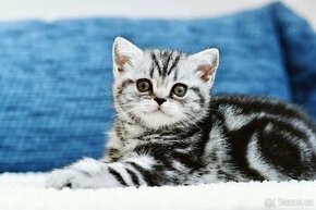 Britské “whiskas” koťátko s PP - kočička