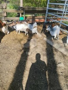 Stádo zakrslých koz