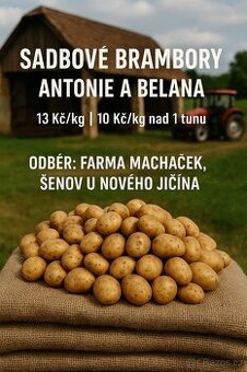 Sadbové brambory