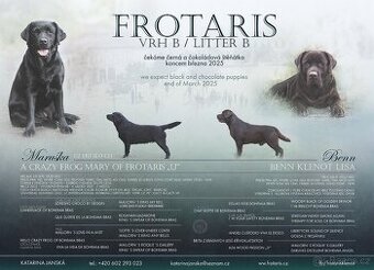 Štěňátko - labradorský retriever s PP