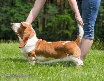 Basset hound štěňata s PP
