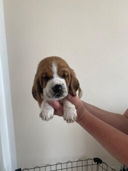 Basset hound štěňata s PP