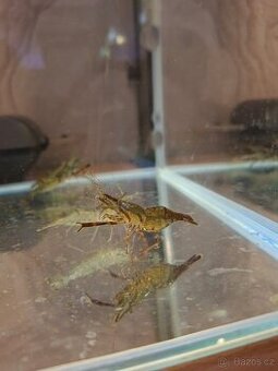 Macrobrachium dayanum