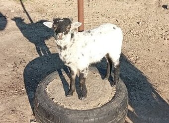 Quessantské ovce, mini ovečky