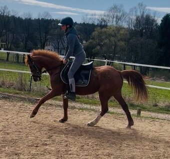 Pony B