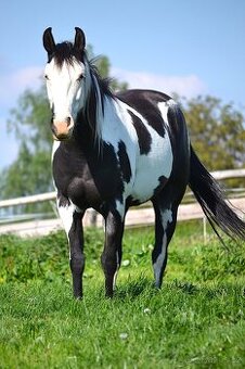 Paint horse - klisna